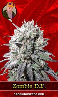 Zombie D.F. Feminized