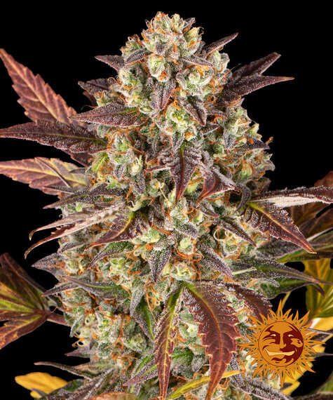 amnesia-haze-auto-image