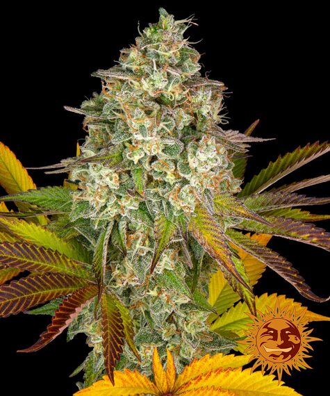 Cookies Kush Auto
