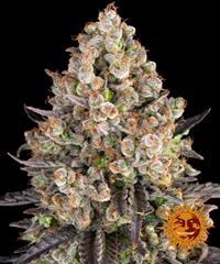 OG Kush