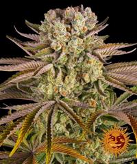 Pineapple Express