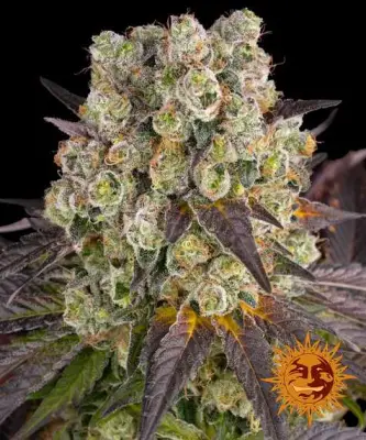 Purple Punch X Lemon Drizzle