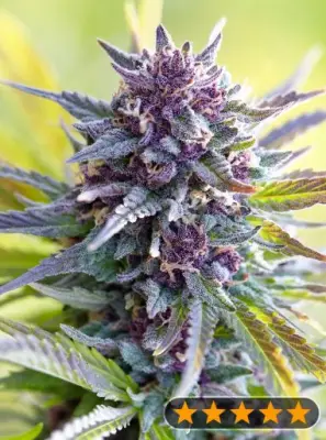 Grandaddy Purple