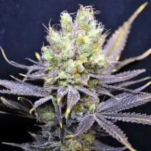 CBD Nordle