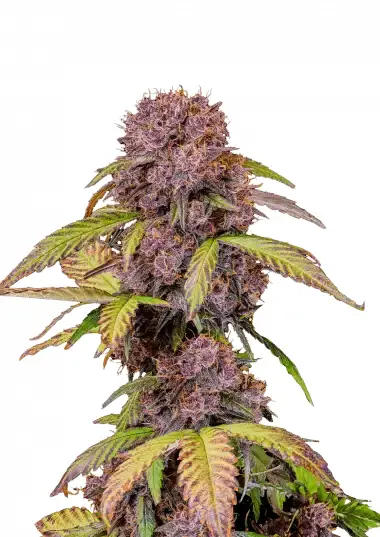 Lemon Cherry Cookies Auto – Fast Buds