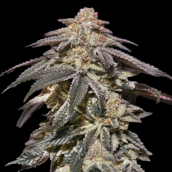 auto-apple-bananas-fem.-00-seeds-image