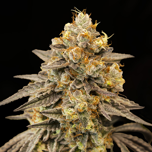 auto-biscotti-zkittlez-image