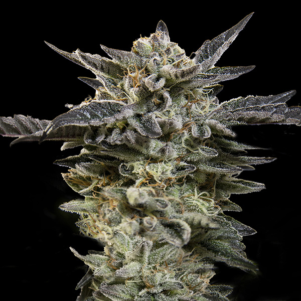 auto-oreoz-fem.-00-seeds-image