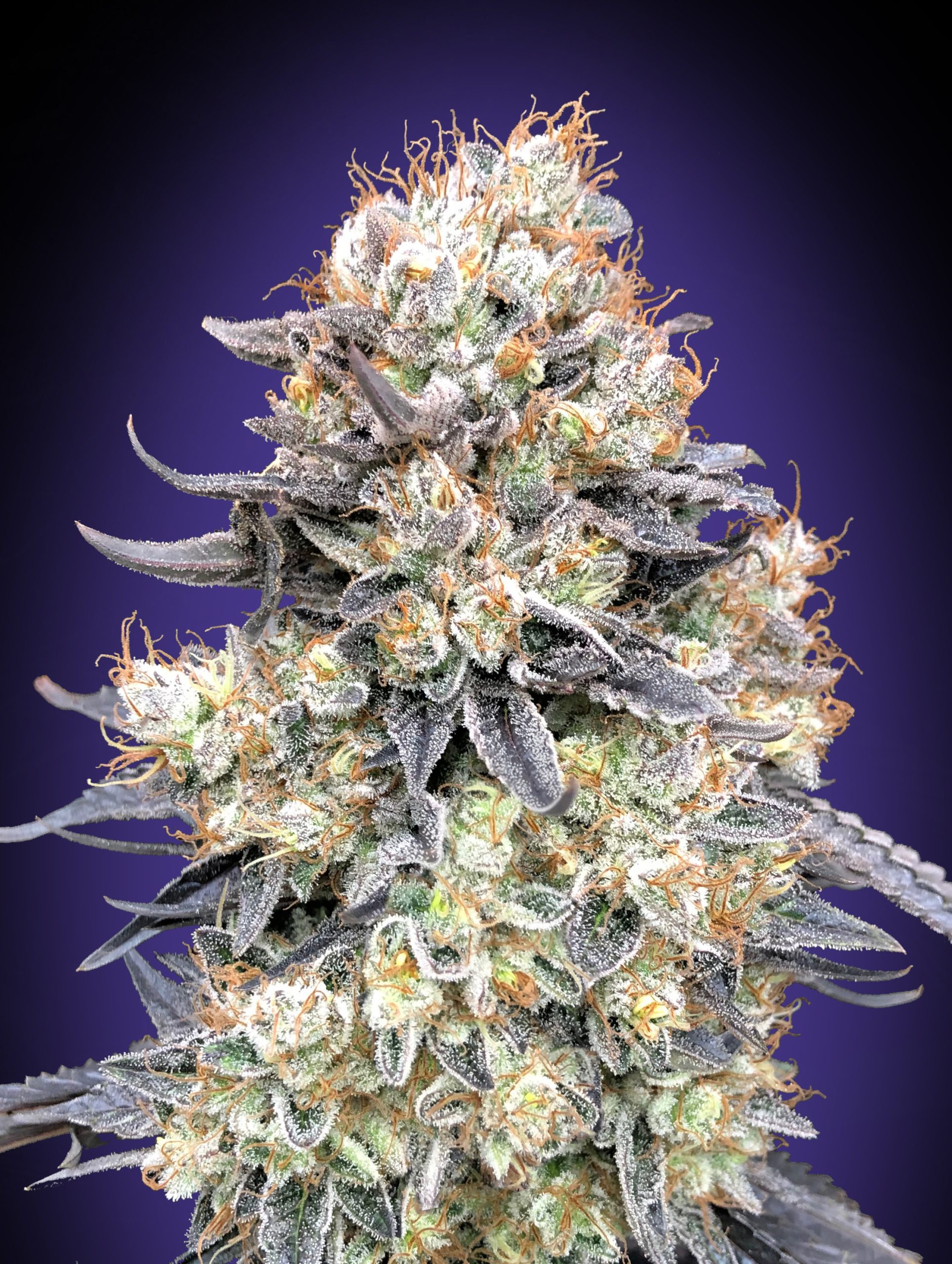 auto-purple-punch-image
