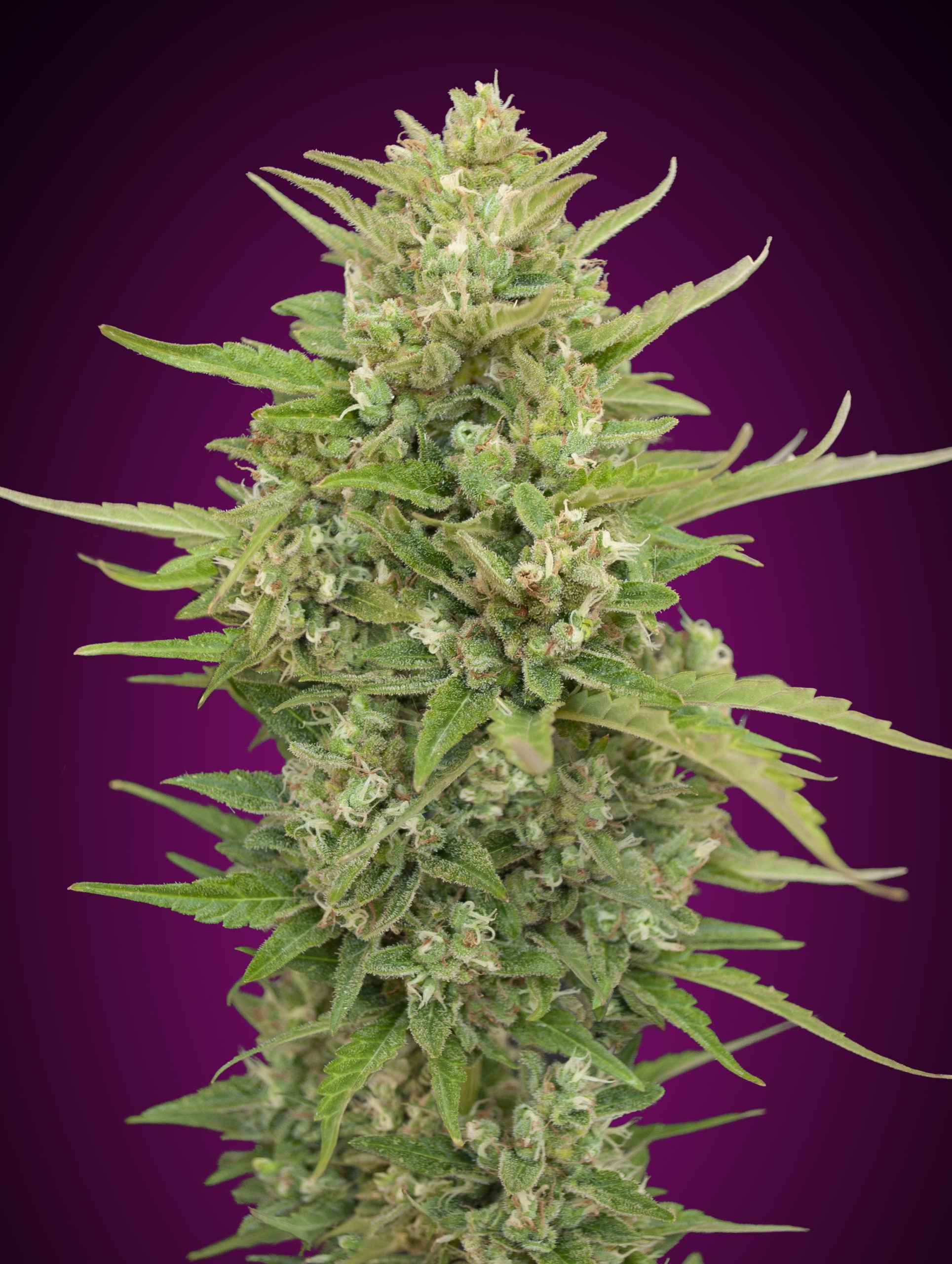 auto-super-skunk-image