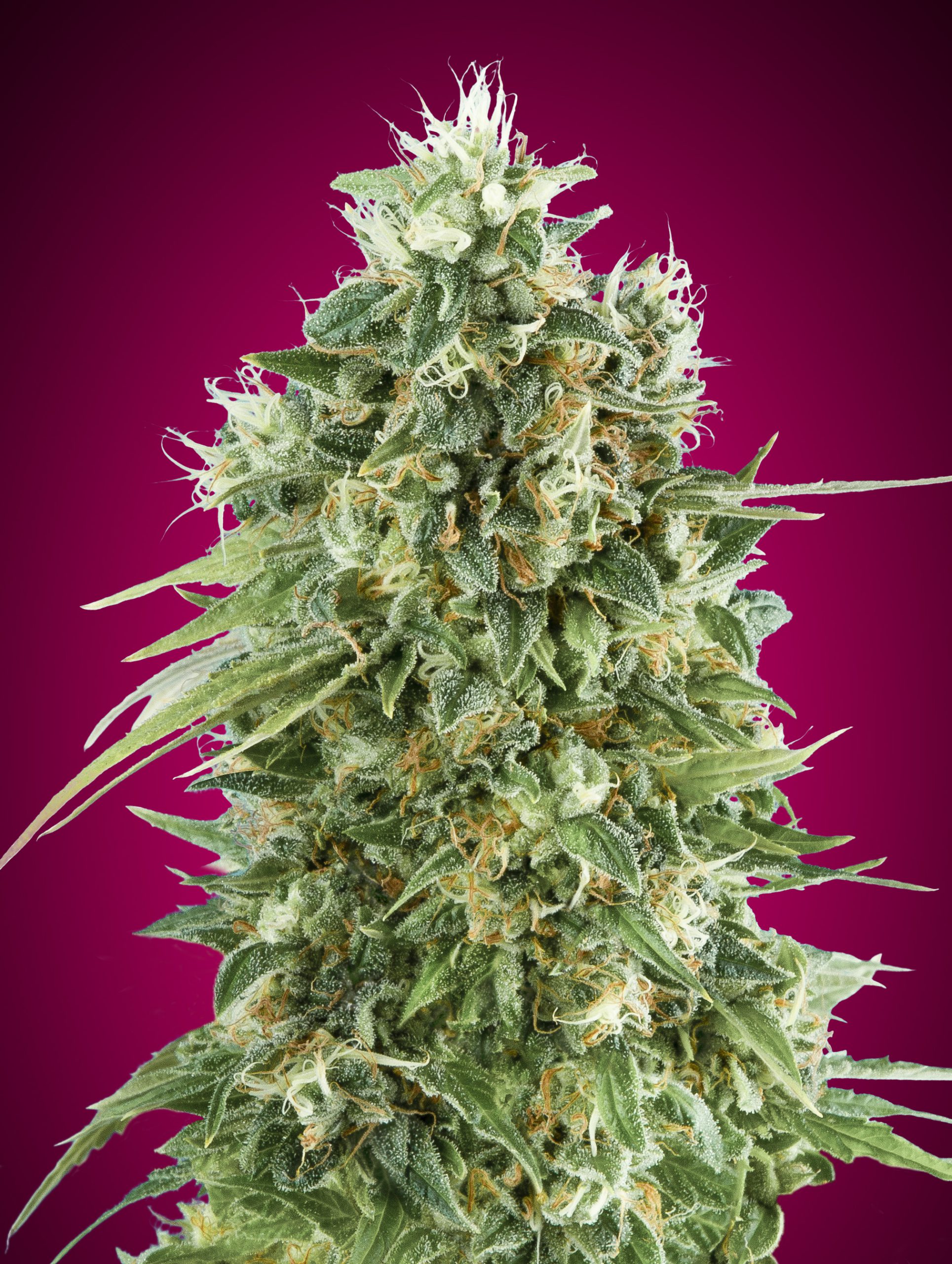 bubble-gum-cbd-image