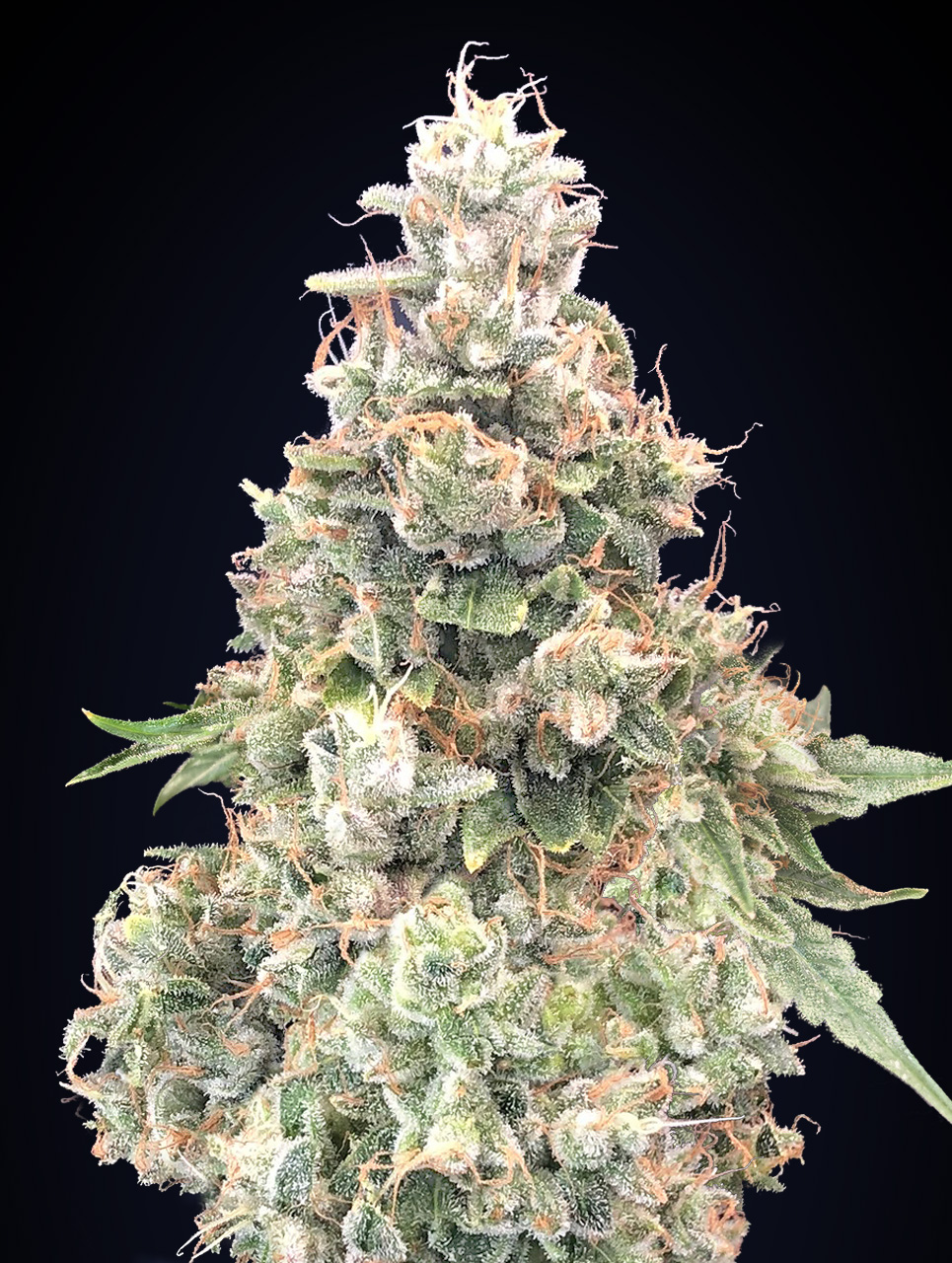 california-kush-fast-image