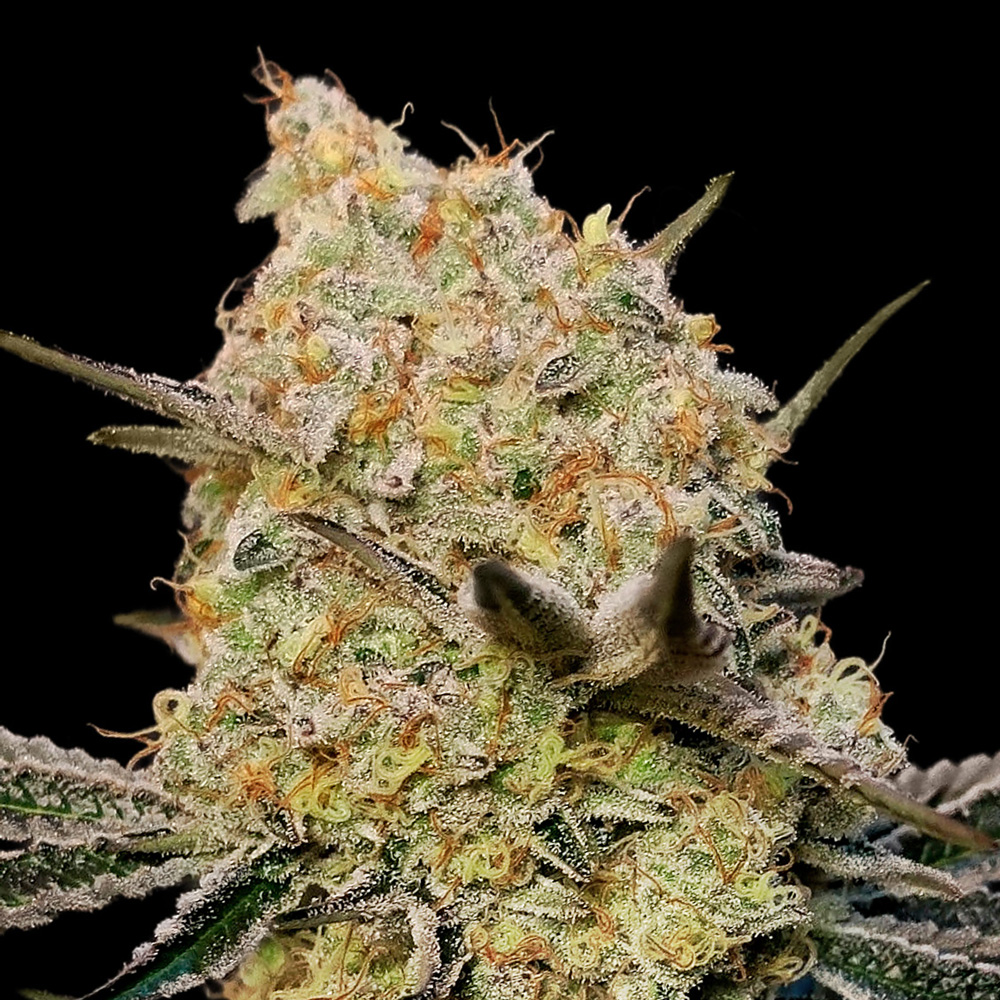 gelato-mint-image