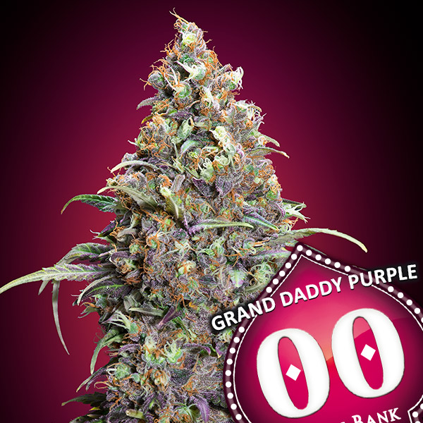 grand-daddy-purple-image