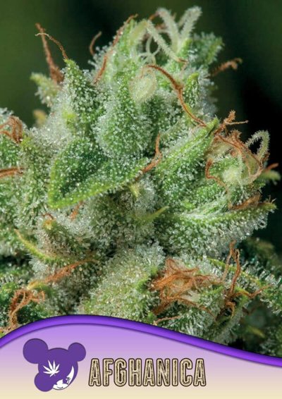 Afghanica, Landraces