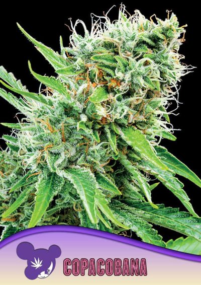 Copacobana, Landraces