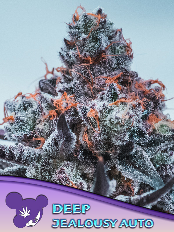 deep-jealousy-auto-image