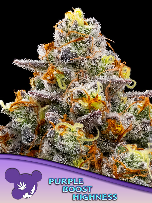 purple-boost-highness-image