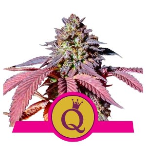 purple-queen-image