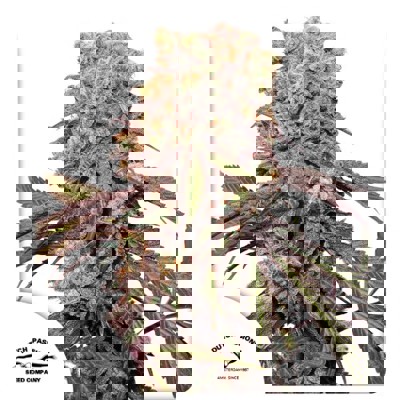 Auto Candy Bubatz XL