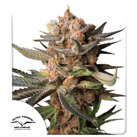 auto-frozen-biscotti-image