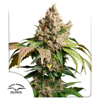Auto Red Tropicana Cookies