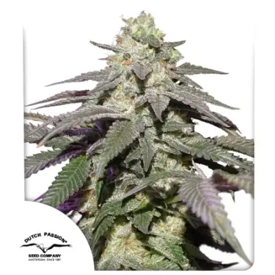 Auto Skywalker Haze®