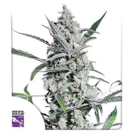 fat-petes-cookies-auto-image