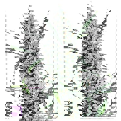 Fat Pete's Cookies Auto