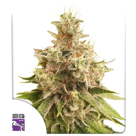 golden-apple-haze-image