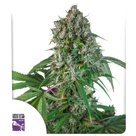 karels-herer-haze-image