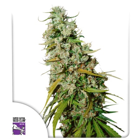 kees-old-school-haze-image