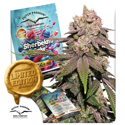 sherbelato-cake-image