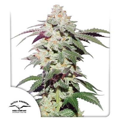 Skywalker Haze®