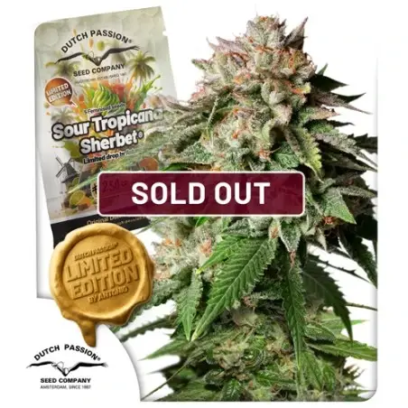 Sour Tropicana Sherbet