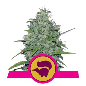 skunk-xl-image