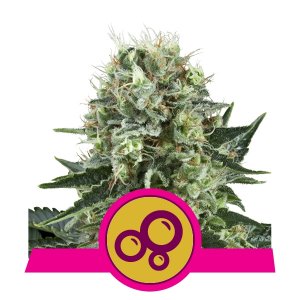 bubble-kush-image