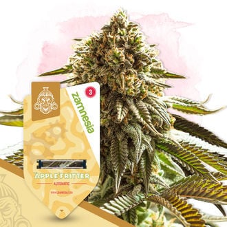 apple-fritter-autoflower-image