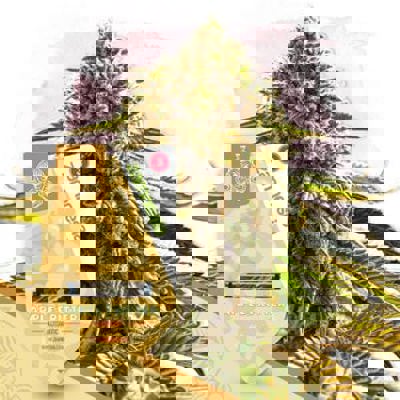 Apple Fritter Autoflower