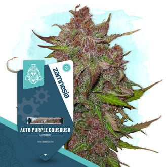 auto-purple-couskush-image