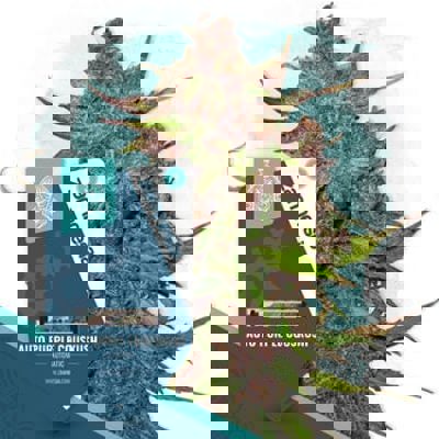 Auto Purple CousKush