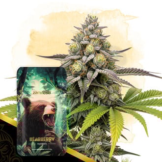 bearberry-autoflower-image