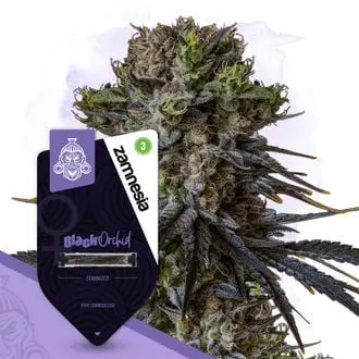 Black Orchid