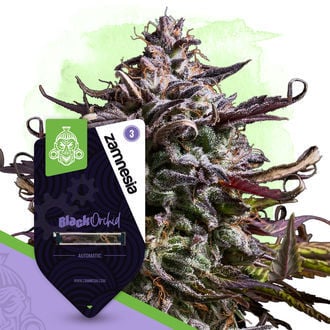 black-orchid-autoflower-image