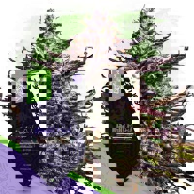 Black Orchid Autoflower