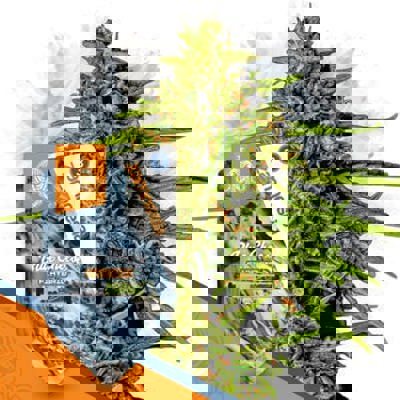 Blue Cheese F1 Autoflower