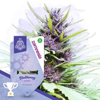 blueberry-autoflower-image