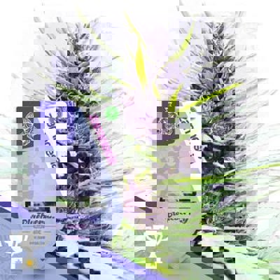 Blueberry Autoflower