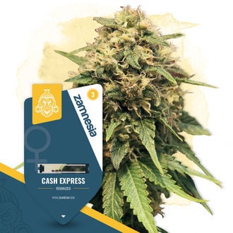 cash-express-image