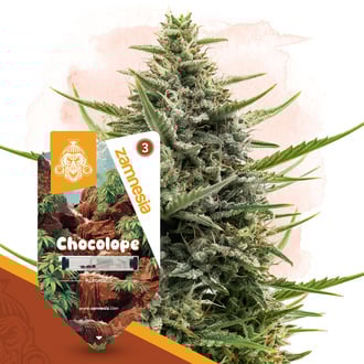 chocolope-autoflower-image